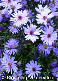 Aster cordifolius 'Little Carlow'                